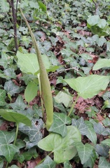 Arum maculatum
