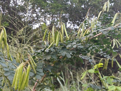 Indigofera jucunda, photograph 6