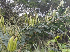 Indigofera jucunda, photograph (c) Margaret Burger, some rights reserved (CC BY-SA)