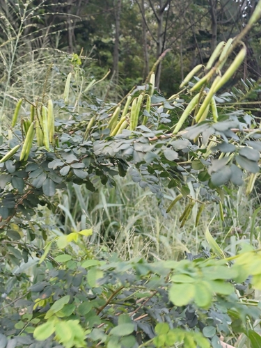 Image of Indigofera jucunda by (c) Margaret Burger, some rights reserved (CC BY-SA)