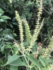 Ocimum gratissimum gratissimum