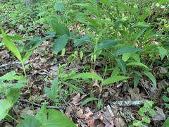 Polygonatum biflorum biflorum