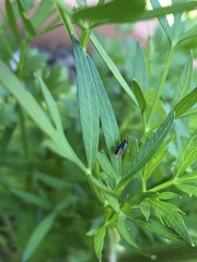 Diptera