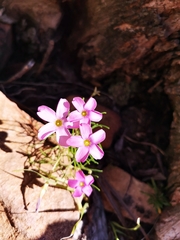 Oxalis polyphylla