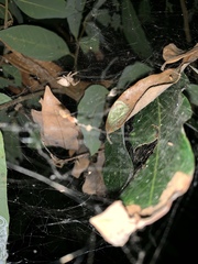 Cyrtophora exanthematica