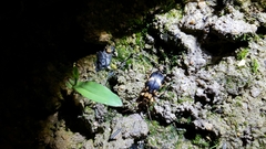 Pheropsophus javanus