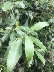 Catha edulis