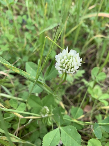Micheli's clover (Trifolium michelianum)