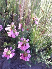 Erica abietina constantiana