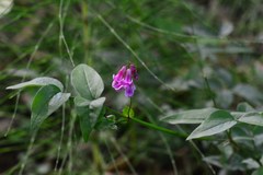 Lathyrus venetus