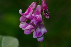 Lathyrus venetus