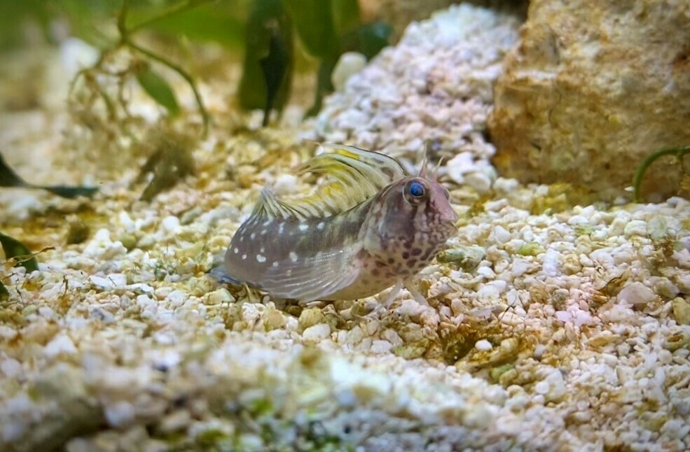 Highfin blenny (Lupinoblennius nicholsi) — Blenniidae