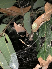 Cyrtophora exanthematica