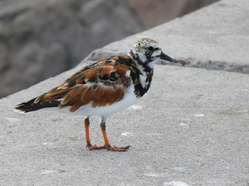 꼬까도요 from 聖克里斯多福及尼維斯查爾斯敦 on 2024년... by Cheng-wei, Liu (Jack) · iNaturalist 꼬까도요 (Arenaria interpres)