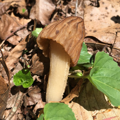 Morchella punctipes
