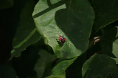 Tynacantha marginata