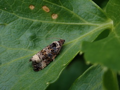 Endothenia gentianaeana