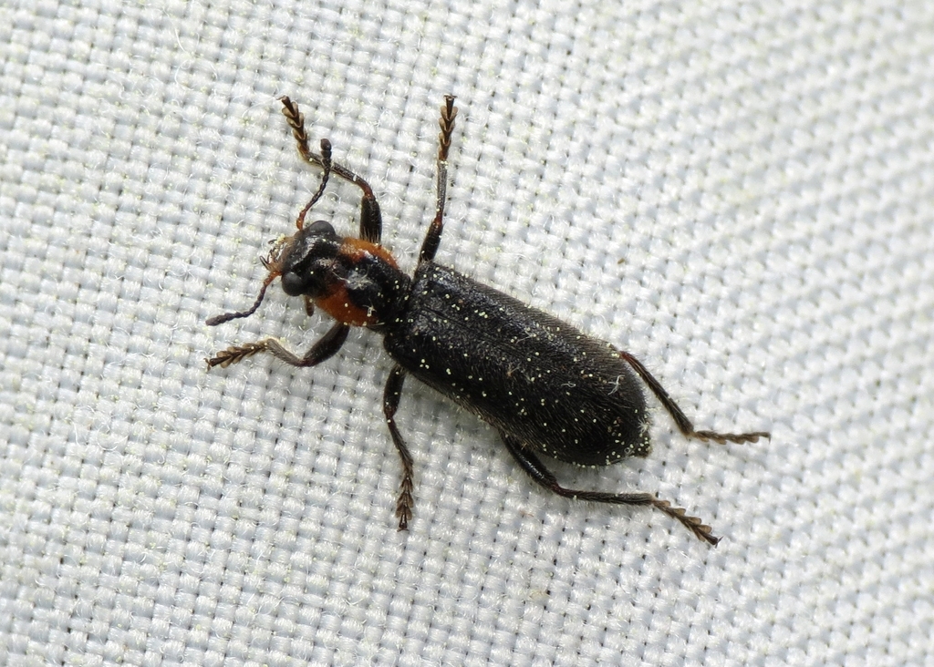 Placopterus