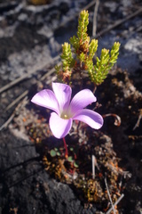 Oxalis commutata