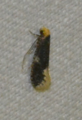 Monopis weaverella