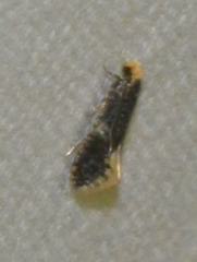 Monopis weaverella