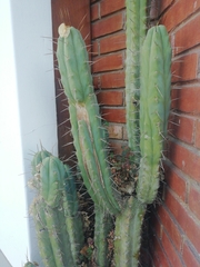 Trichocereus bridgesii