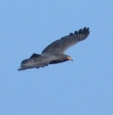 Slender-billed Kite (Helicolestes hamatus), photo 4