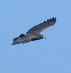 Slender-billed Kite (Helicolestes hamatus), photo 5