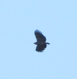 Slender-billed Kite (Helicolestes hamatus), photo 6