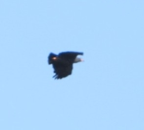 Slender-billed Kite (Helicolestes hamatus), photo 7