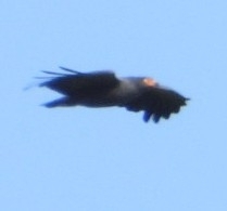 Slender-billed Kite (Helicolestes hamatus), photo 8