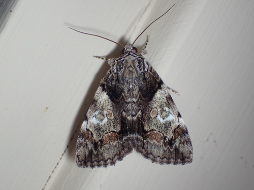 Precious Underwing photo 3