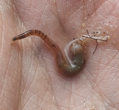 Phascolosoma stephensoni observed 2024-04-12