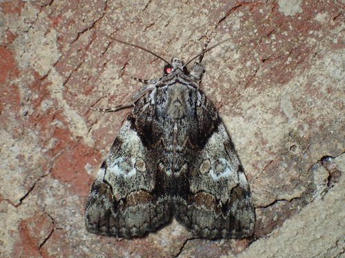 Precious Underwing photo 5