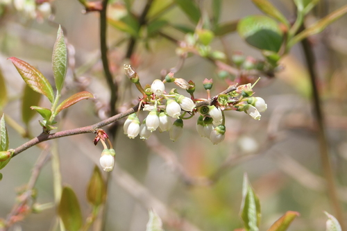 black highbush blueberry (Vaccinium fuscatum)