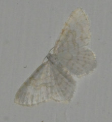 Asthena albulata