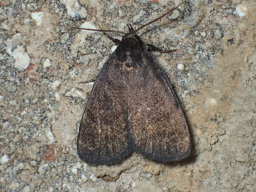Rotund Idia Moth photo 6