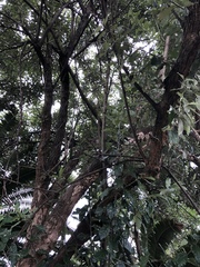 Brachylaena transvaalensis