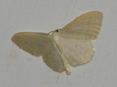 Scopula floslactata