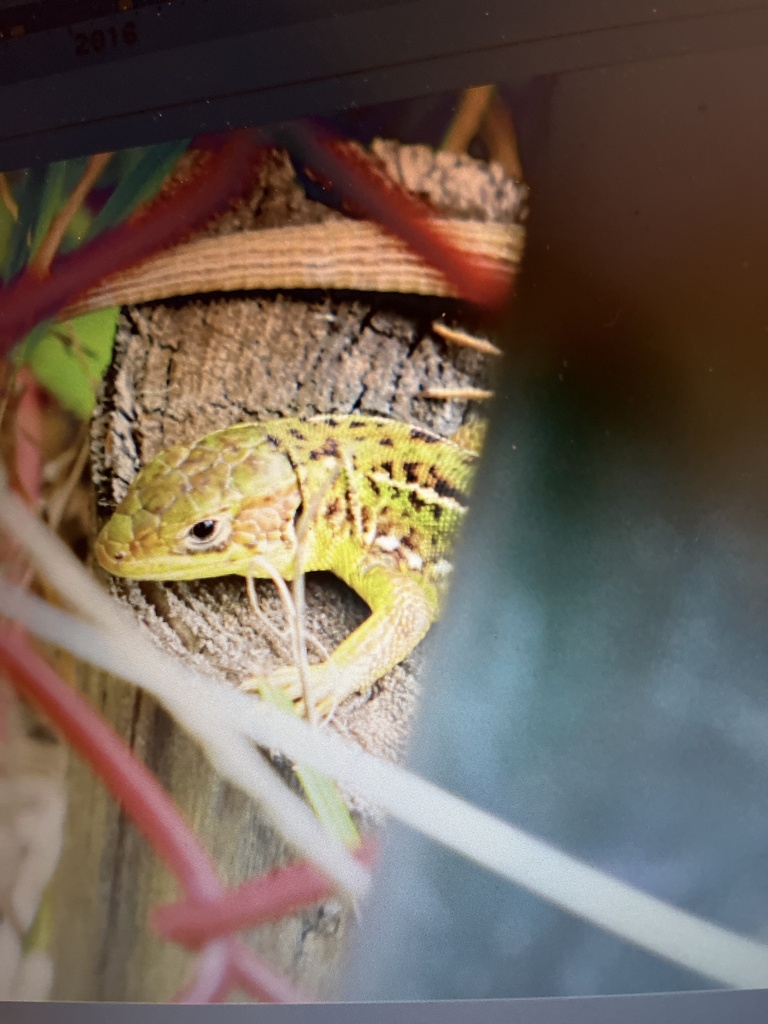 April Lizard Western Green Lizard in April 2024 by averell15. 2019/08/01 France ...