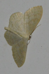Scopula floslactata
