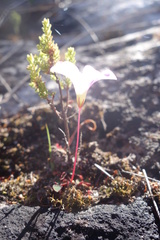 Oxalis commutata