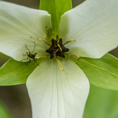 Trillium
