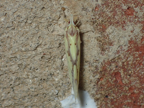 Otiocerus wolfii photo 4