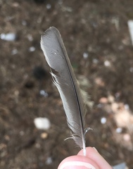 Sylvia atricapilla atricapilla