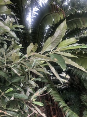 Brachylaena transvaalensis