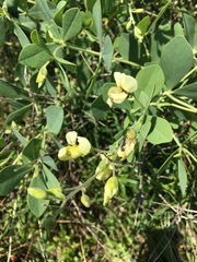 Baptisia bracteata leucophaea