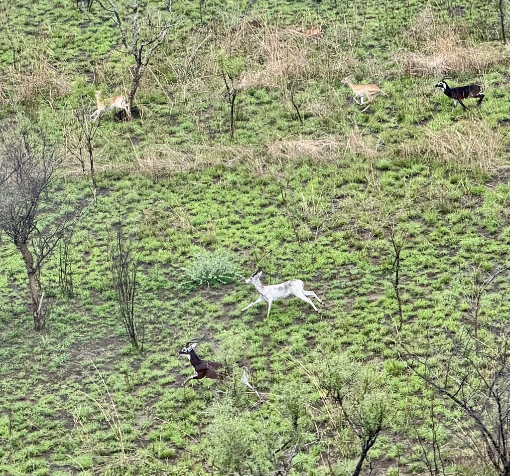 White-eared Kob from Boma National Park, Pibor, Jonglei, SS on April 12 ...