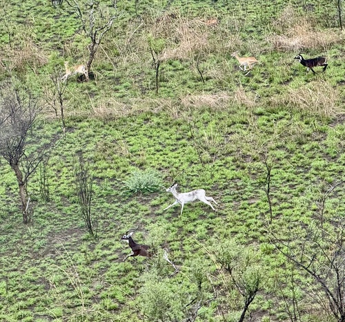 Kob, Boma National Park, Pibor, Jonglei, SS, photo 10 of 10