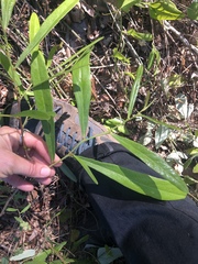 Asimina angustifolia image